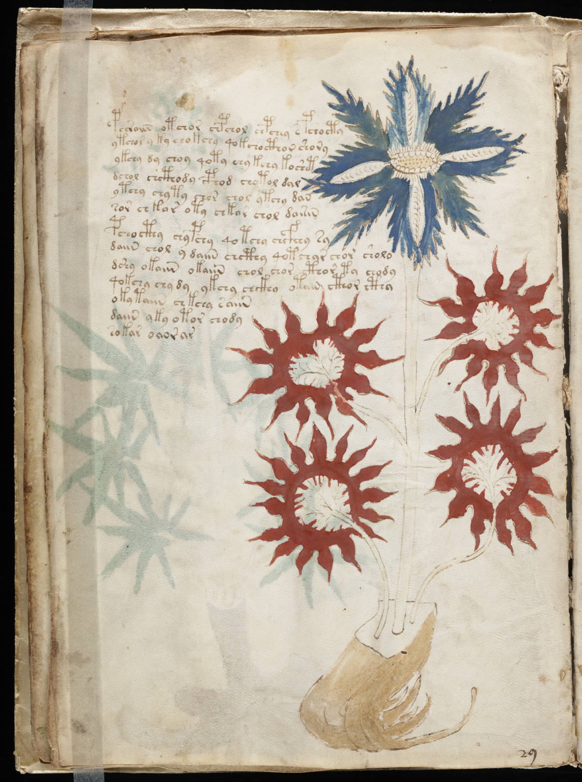 Página antigua de pergamino con el dibujo en colores de una planta y líneas de una escritura desconocida